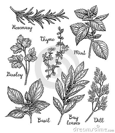 Ink sketch of herbs Vector Illustration