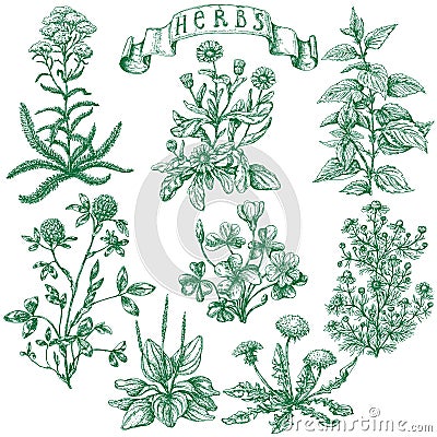Herbs set Vector Illustration
