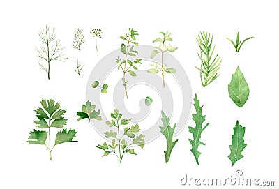 Herbs set. Watercolor botanical illustration with green flavouring, dill, fennel, parsley, arugula, basil, thyme, rosemary Cartoon Illustration