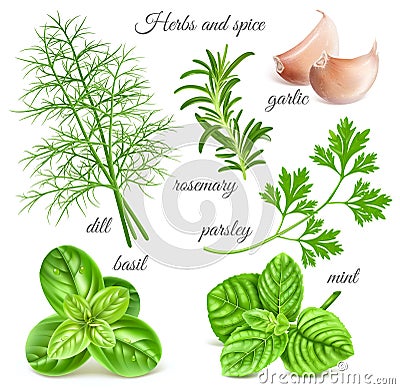 Herbs and spice Vector Illustration