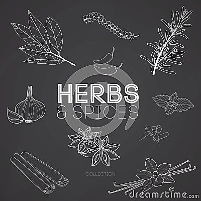 Herbs and spices on blackboard Vector Illustration