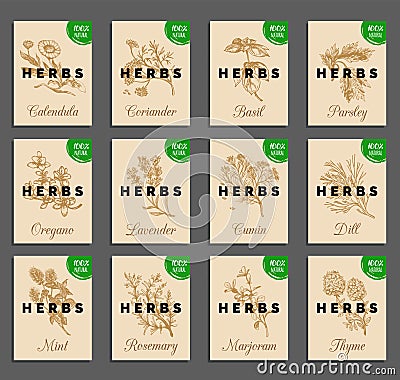 Herbs and spices cards set. Hand drawn medicinal, cosmetic plants collection. Engraving botanical illustrations tags. Vector Illustration