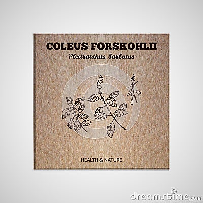Herbs and Spices Collection - Coleus forskohlii Vector Illustration
