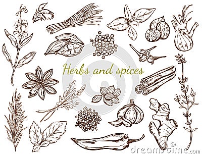 Herbs And Spices Collection Vector Illustration