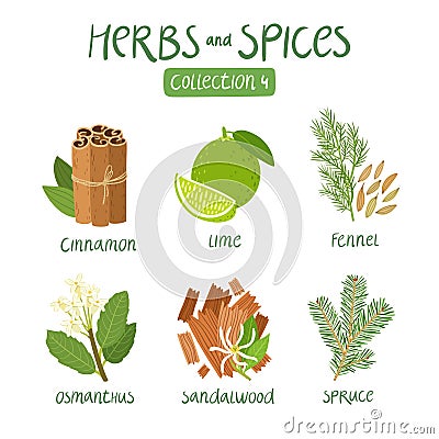 Herbs and spices collection 4 Vector Illustration