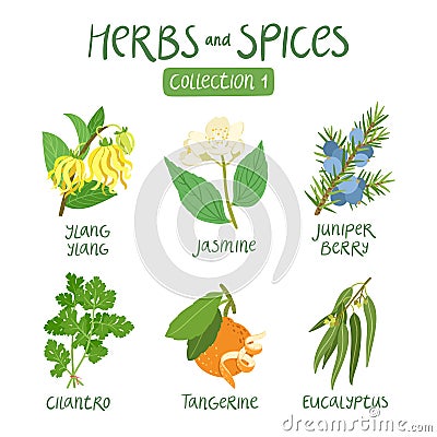 Herbs and spices collection 1 Vector Illustration