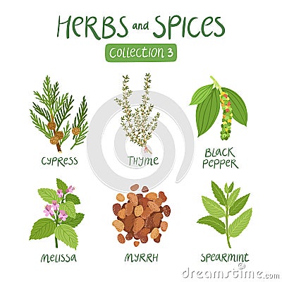 Herbs and spices collection 3 Vector Illustration