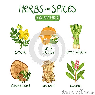 Herbs and spices collection 5 Vector Illustration