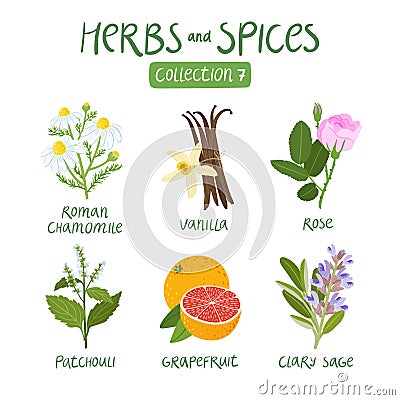 Herbs and spices collection 7 Vector Illustration