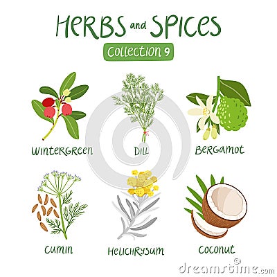 Herbs and spices collection 9 Vector Illustration