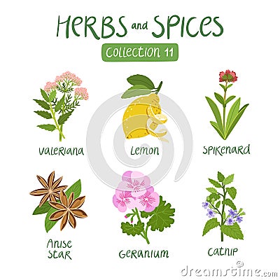 Herbs and spices collection 11 Vector Illustration