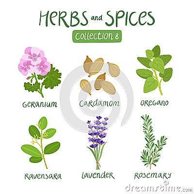 Herbs and spices collection 8 Vector Illustration