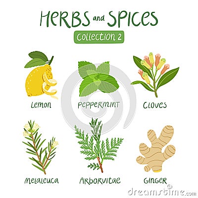 Herbs and spices collection 2 Vector Illustration