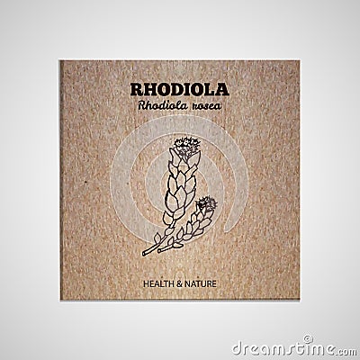 Herbs and Spices Collection - Rhodiola rosea Vector Illustration