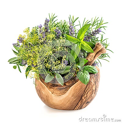 Herbs and spices dill, rosemary, basil, mint, sage, lavender. He Stock Photo