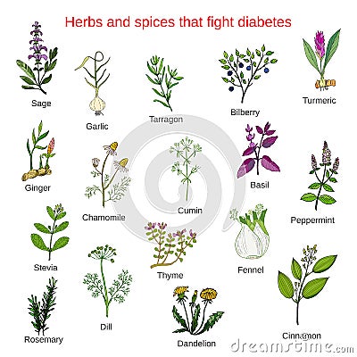 Herbs and spices that fight against diabetes Vector Illustration