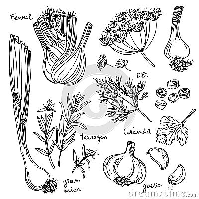 Herbs. Spices. Herb drawn black lines on a white background. Vector illustration. Fennel, dill, coriander, tarragon Vector Illustration