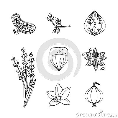 Herbs and spices icons Vector Illustration