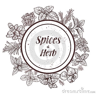 Herbs and spices label. Engraving illustrations for tags. Vector Illustration