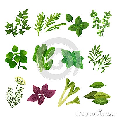 Herbs and spices. Oregano green basil mint spinach coriander parsley dill and thyme. Aromatic food herb and spice vector Vector Illustration