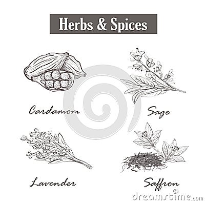 Herbs and spices. saffron, sage, lavender, cardamom. Vector Illustration