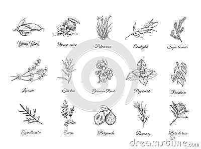 Herbs and spices set. Collection sketch plants Vector Illustration