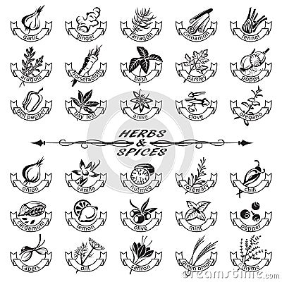 Herbs and spices Vector Illustration