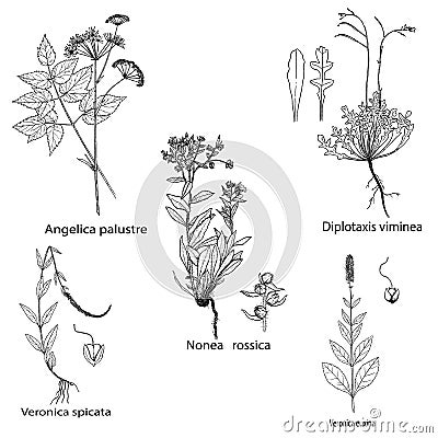Herbs and spices set. Hand drawn nonea rossica,veronica,diplotaxis and angelica palustre plants. Engraving botanical illustrations Cartoon Illustration