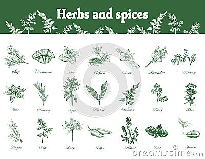 Herbs and spices set. Hand drawn Vector Illustration