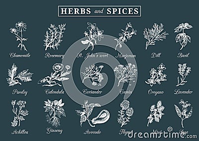 Herbs and spices set. Hand drawn officinalis, medicinal, cosmetic plants. Botanical illustrations for tags. cards etc. Vector Illustration