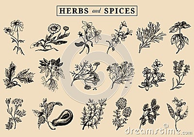 Herbs and spices set. Hand drawn officinalis, medicinal, cosmetic plants. Botanical illustrations for tags. cards etc. Vector Illustration