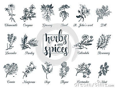 Herbs and spices set. Hand drawn officinalis, medicinal, cosmetic plants. Botanical illustrations for tags. cards etc. Vector Illustration