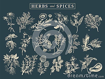 Herbs and spices set. Hand drawn officinalis, medicinal, cosmetic plants. Botanical illustrations for tags. cards etc. Vector Illustration