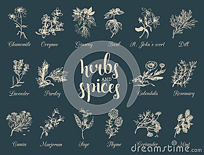 Herbs and spices set. Hand drawn officinalis, medicinal, cosmetic plants. Botanical illustrations for tags. cards etc. Vector Illustration