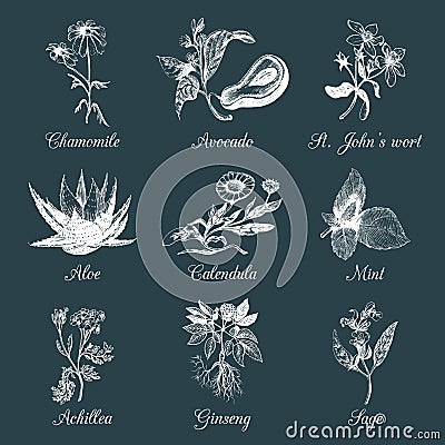 Herbs and spices set. Hand drawn officinalis,medicinal, cosmetic plants. Vector botanical illustrations for tags,labels. Vector Illustration