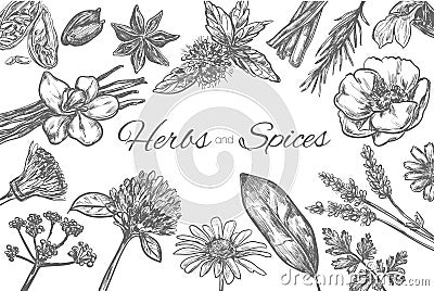 Herbs and Spices vector template. Frame in sketch style. Hand drawn Vector Illustration