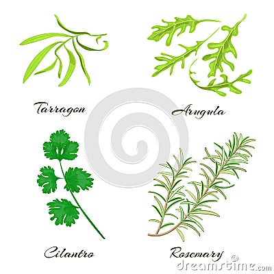 Herbs. Tarragon, arugula, cilantro or coriander, rosemary. Vector Illustration