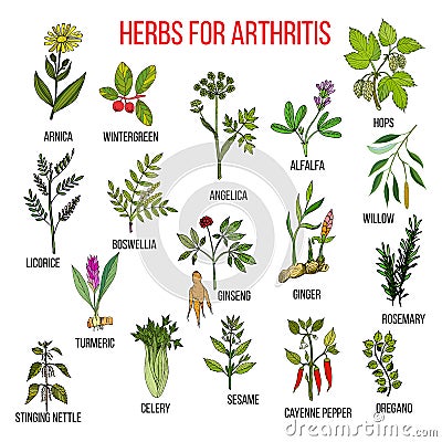 Herbs to fight arthritis boswellia, willow, celery, ginger, arnica, wintergreen, andelica, alfalfa, hop, licorice Vector Illustration