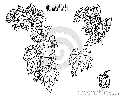 Herbs and wild floweres. Set of botany flowers. Hop Stock Photo