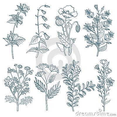 Herbs wild flowers botanical medicinal organic healing plants vector set in hand drawn style Vector Illustration