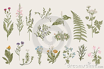 Herbs and Wild Flowers. Botany. Set. Vector Illustration