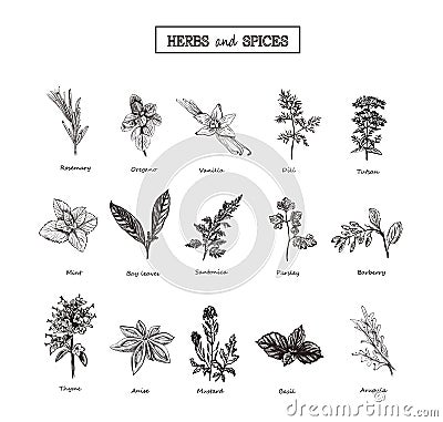 Herbs and Wild Flowers. Botany. 15 Set. Vintage flowers. Vector illustration Vector Illustration