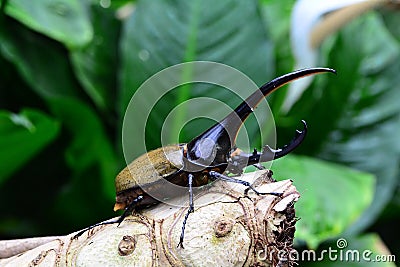 Hercules beetle aka rhino beetle world`s largest extant beetle. Stock Photo