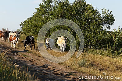 A herd of adult cows return home from pasture under supervision in evening of shepherds. Cows run a rural road Stock Photo