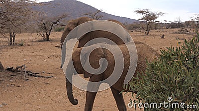 Herd African Adult Elephants Goes Through the Arid Brown Earth Samburu Reserve Stock Photo