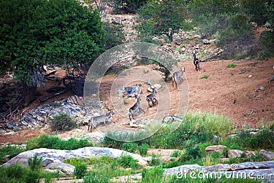 Herd of African antelopes Waterbuck moves along the river Bank Stock Photo