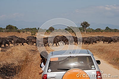 Herd of African buffalo crossing a road in the savanna Stock Photo