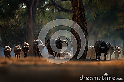 Herd of African Buffalo, Cyncerus cafer, in the dark forest, Mana Pools, Zimbabwe in Africa. Wildlife scene from Africa nature. Stock Photo