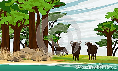 A herd of African buffalo walks along the shore of a lake in a baobab grove. Wildlife of Africa. Vector Illustration