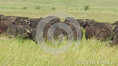 buffalos herd grazing buffalo